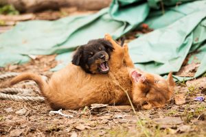 Cute puppies playing