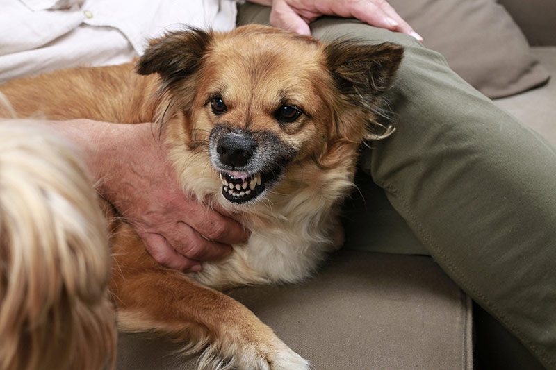 Dog growls at another dog or person