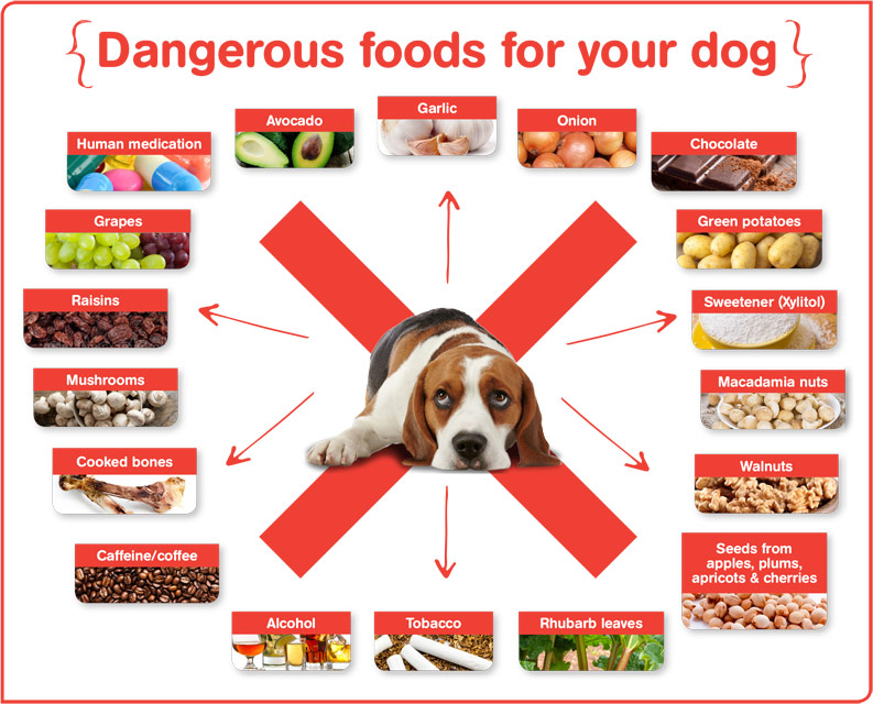 dangerous foods for your dog