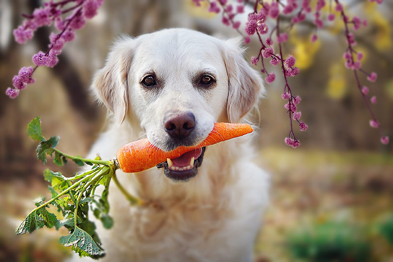 labrador holding carrot in his mouth