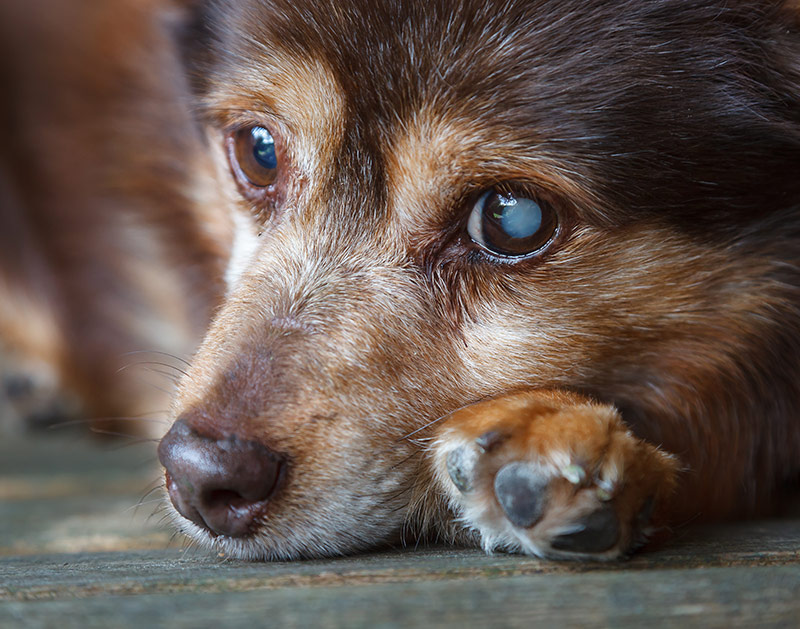 old dog The dog is partially sighted having a cataract on his left eye