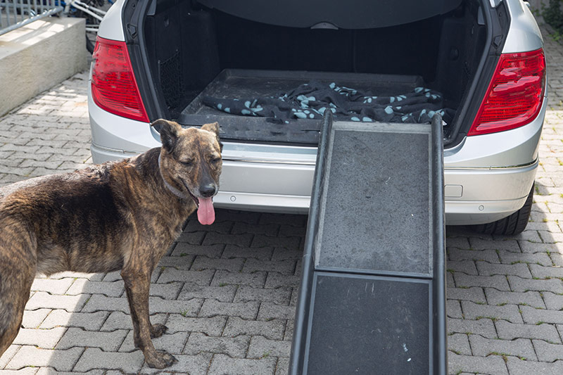 old dog Dogs with car ramp