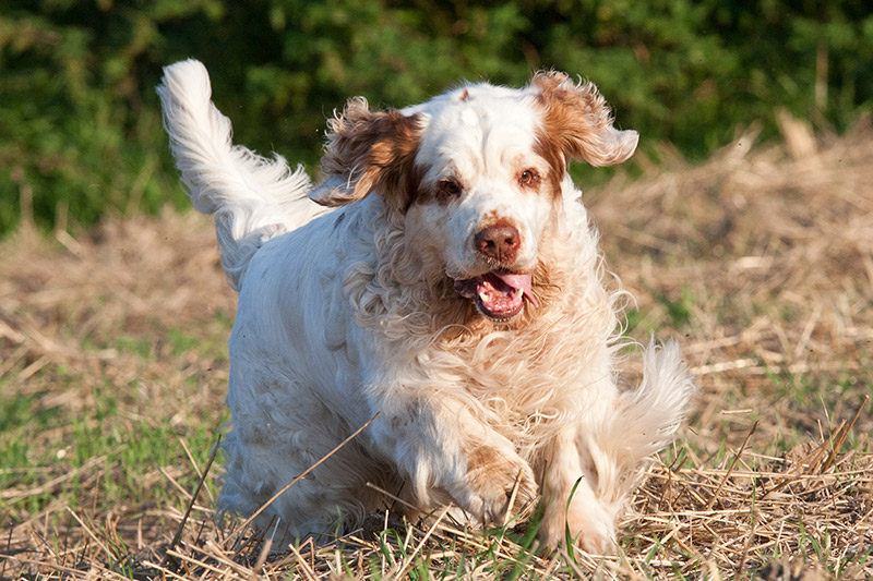 clumber spaniel running