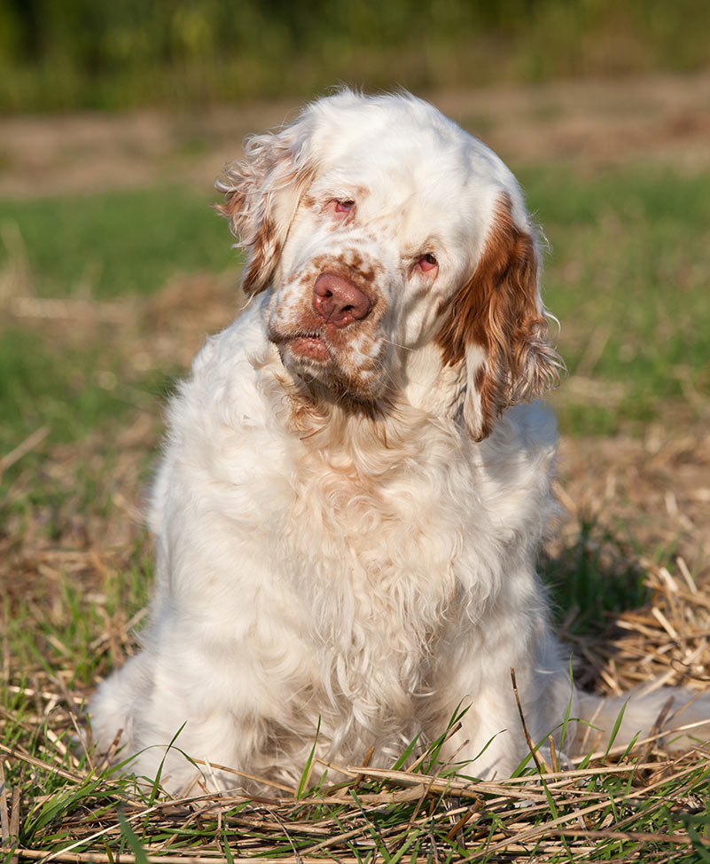 Portrait of nice clumber spaniel