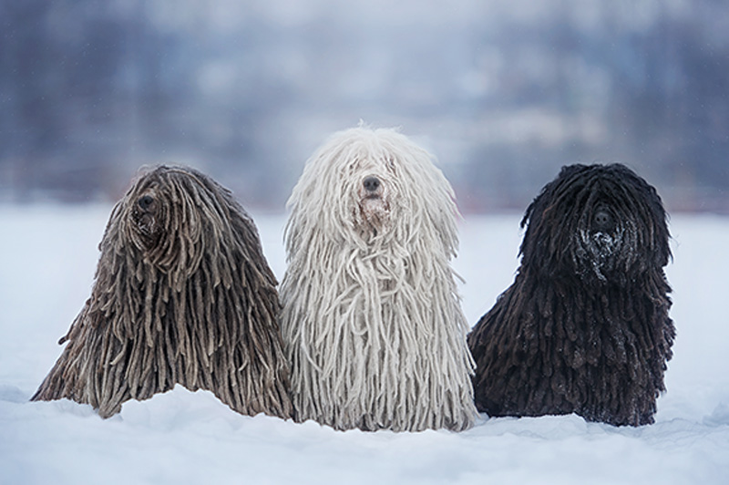 puli white grey black Three dogs breed Hungarian puli in snow