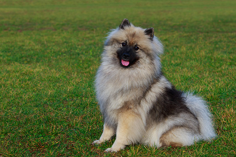 keeshond sitting on green grass