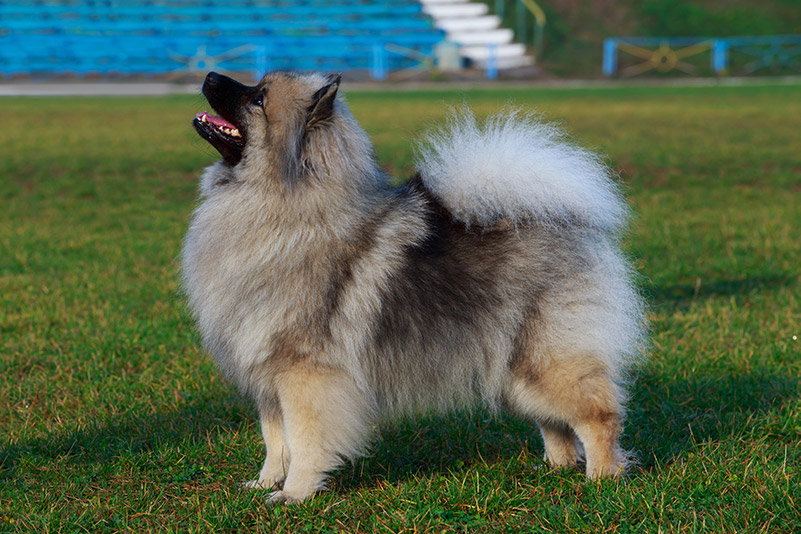 keeshond standing on green grass