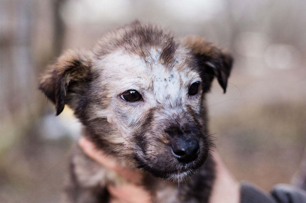 puppy with ringworm fungal infection