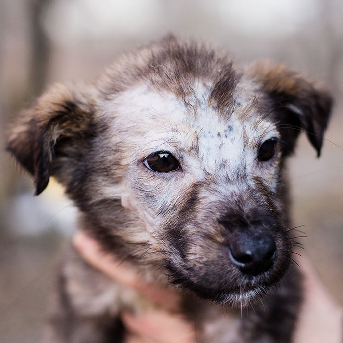 thumbnail puppy with ringworm fungal infection