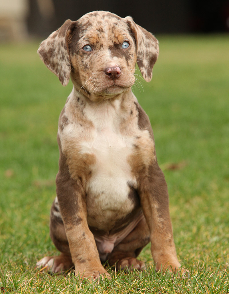 Louisiana Catahoula Leopard dog puppy sitting on the grass