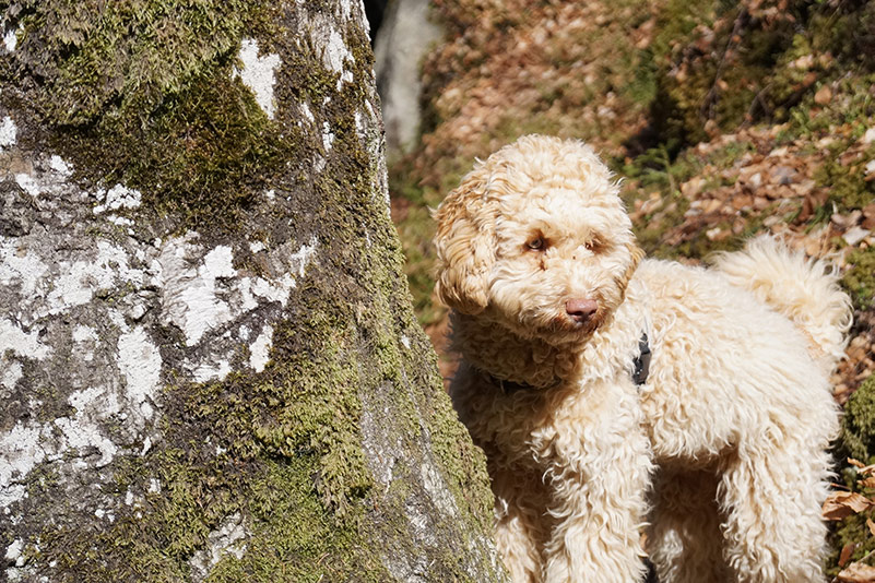 Australian Cobberdog called Luna in the forest