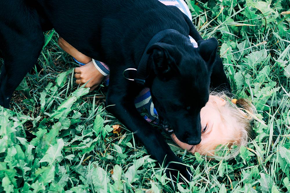 young black dog biting little girl in face during play supervision needed unhealthy play