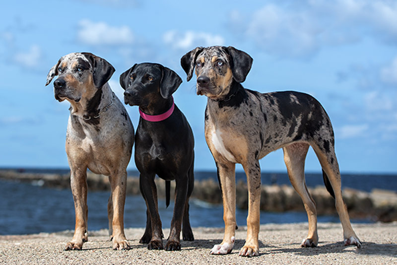 three catahoula dogs posing together in the beach Louisiana Catahoula Leopard Dog