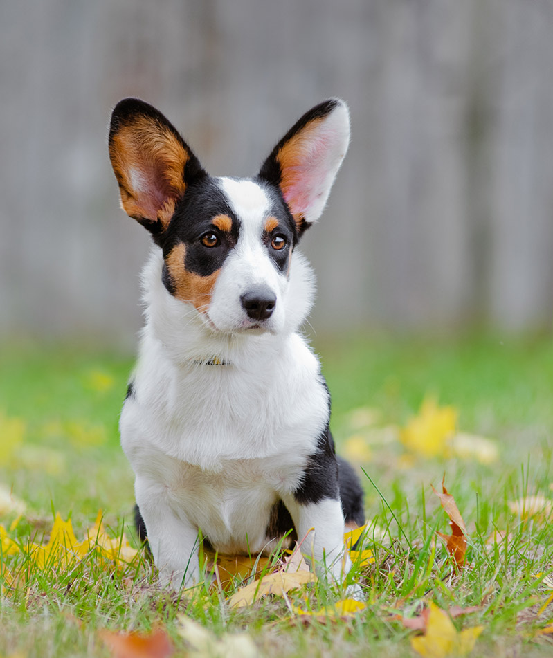 welsh corgi cardigan puppy