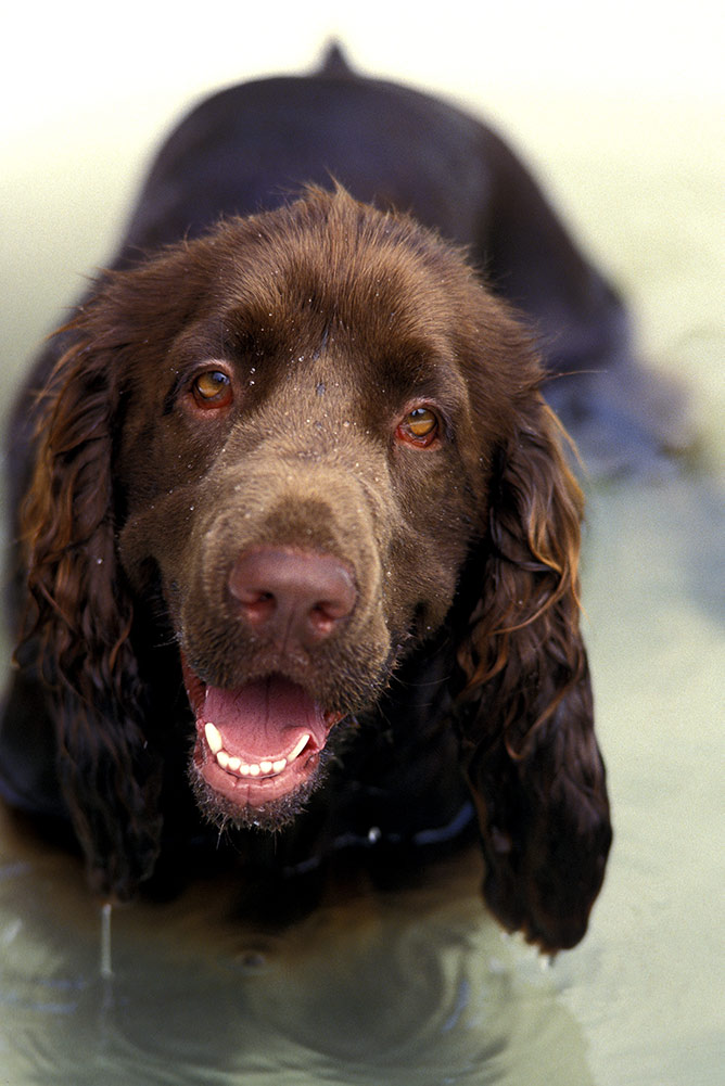 field Spaniel Dog having Bath