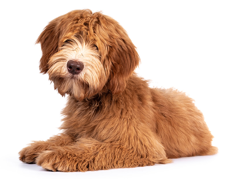 Fluffy caramel Australian Cobberdog puppy, laying down side ways. Eyes not showing due long hair. Isolated on white background. Mouth closed_