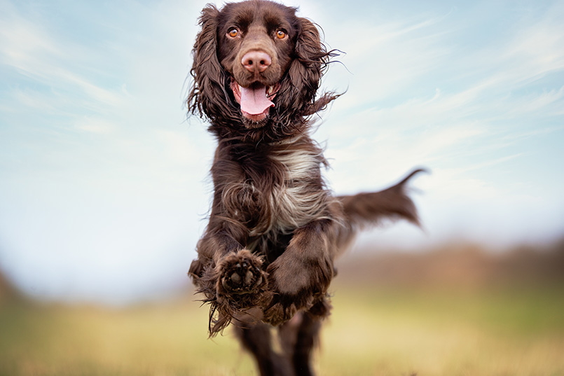 Field Spaniel hunting dog breed Bow Wow Meow