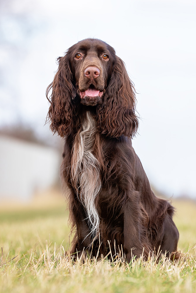 field spaniel sitting outside