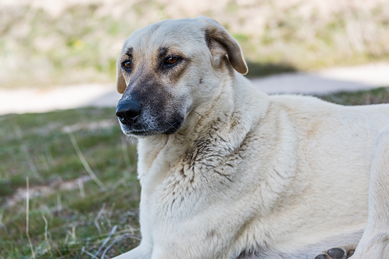 kangal dog lying outside in the sun