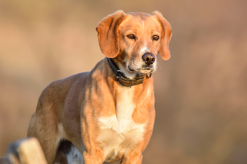 harrier dog in sunset