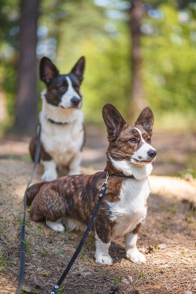 dog breed welsh corgi cardigan_