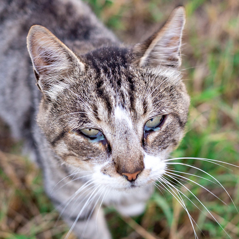 cat with runny eyes thumbnail