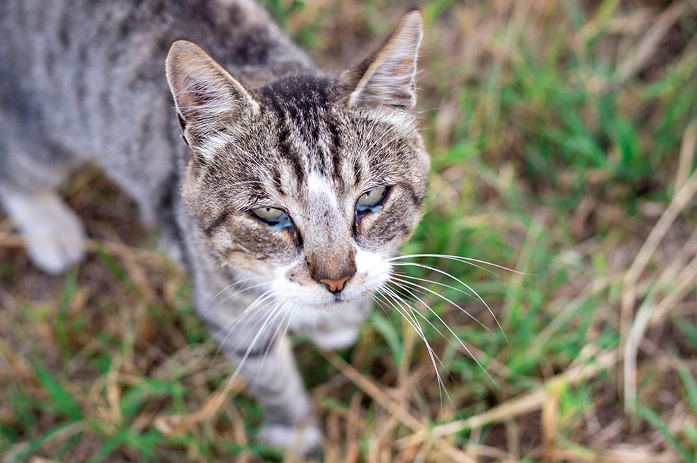 cat with runny eyes