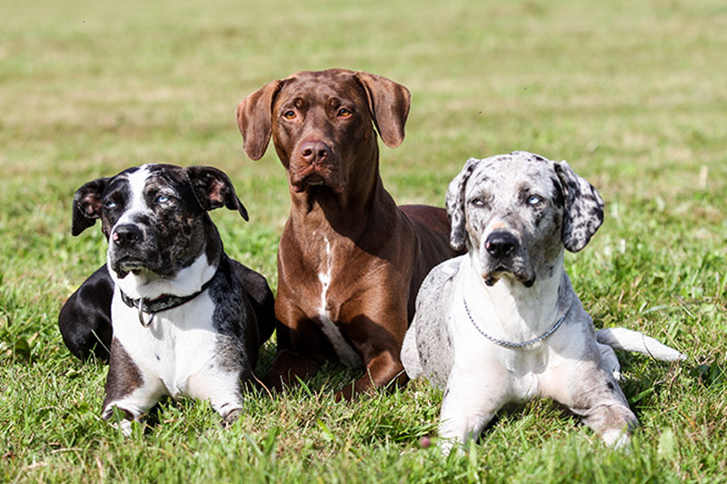 three catahoula dogs posing together in grass Louisiana Catahoula Leopard Dog