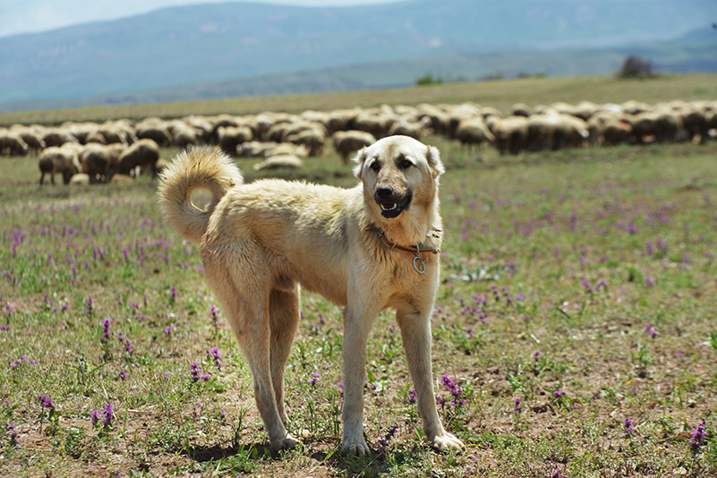 kangal dog in turkey at work shepherd dog