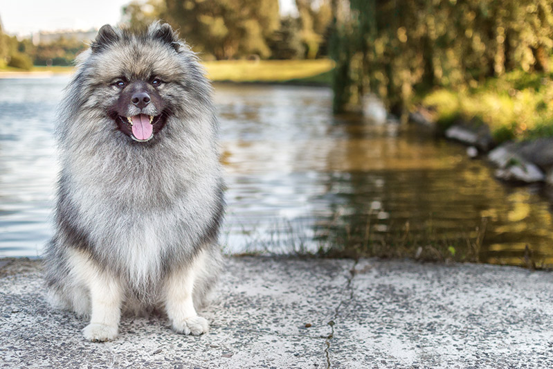 Keeshond - the German wolfspitz - on the street in summer sunny day