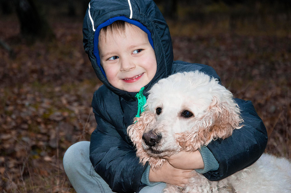 poodle looking uncomfortable being hugged by a small boy