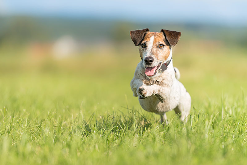 small old dog runs and flies over a green meadow in spring - Jack Russell Terrier Hound 10 years old