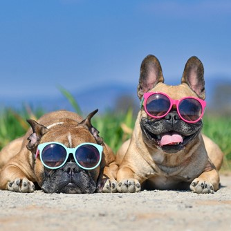 Adorable,Cute,Happy,French,Bulldog,Dogs,Wearing,Sunglasses,In,Summer