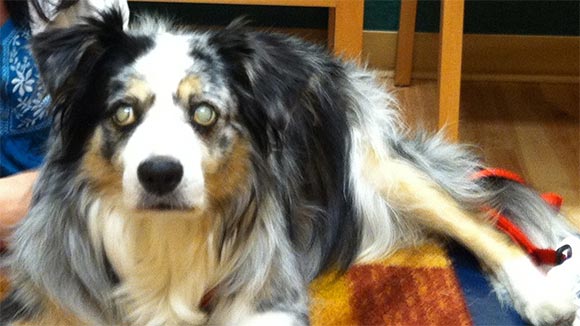 An Australian Shepherd affected with progressive retinal atrophy (PRA). 