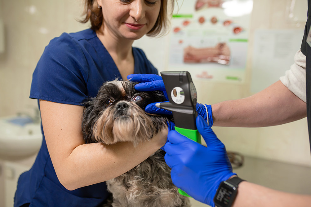 veterinary ophthalmologist examination of dog with cataract with ophthalmologic veterinary tonometer - bow wow meow pet insurance