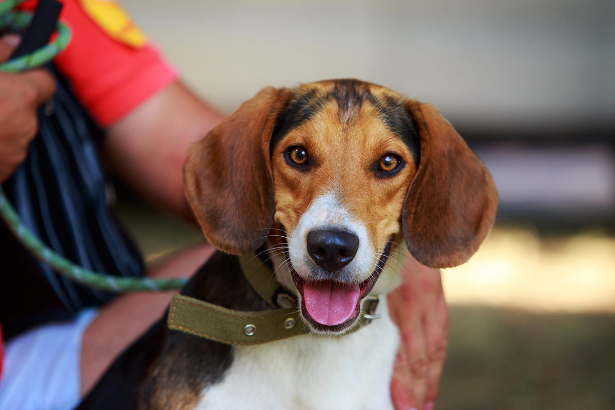 American Foxhound a close-up - Bow Wow Meow Pet Insurance