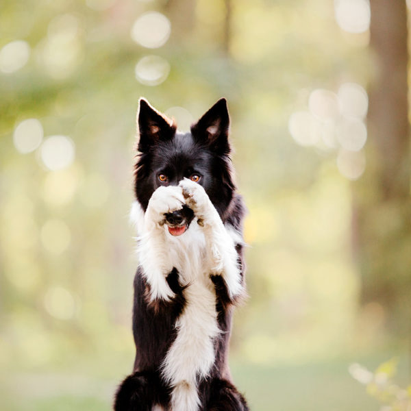 Border collie dog performs a trick closing his nose with his front paws