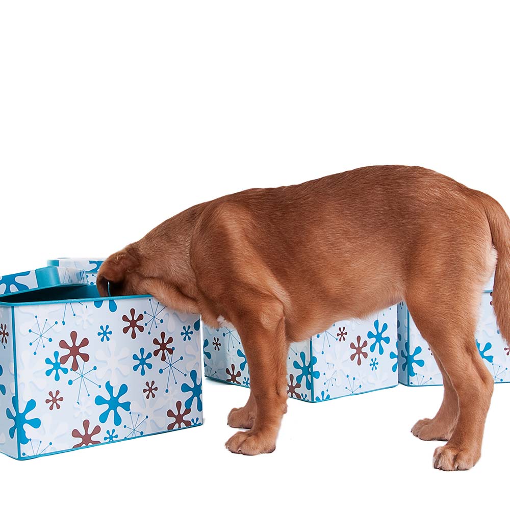 puppy looking for treats in box