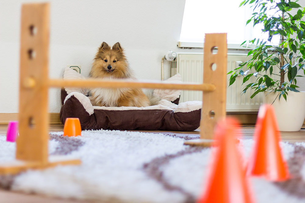  shetland sheepdog sits in front of a obstracle course at home