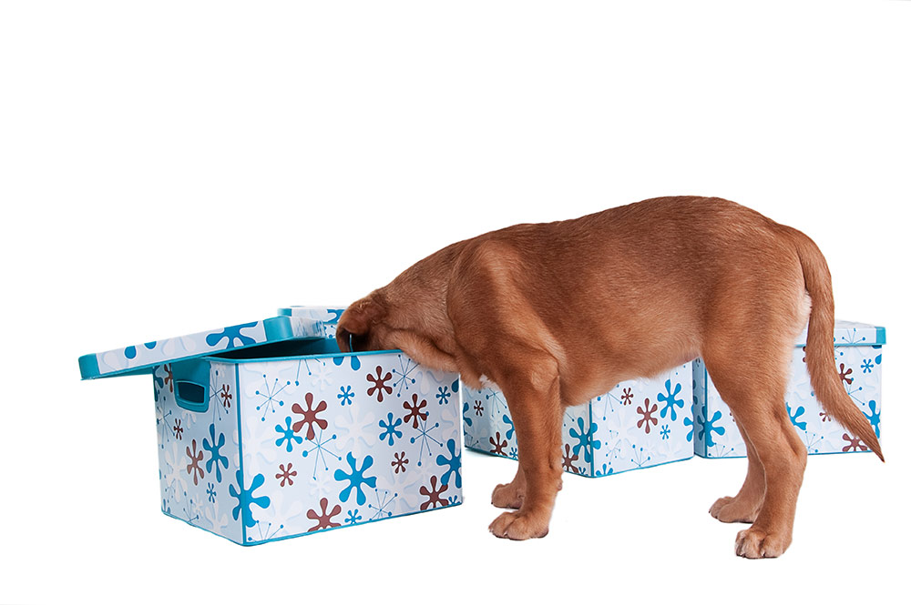  puppy looking for treats in box