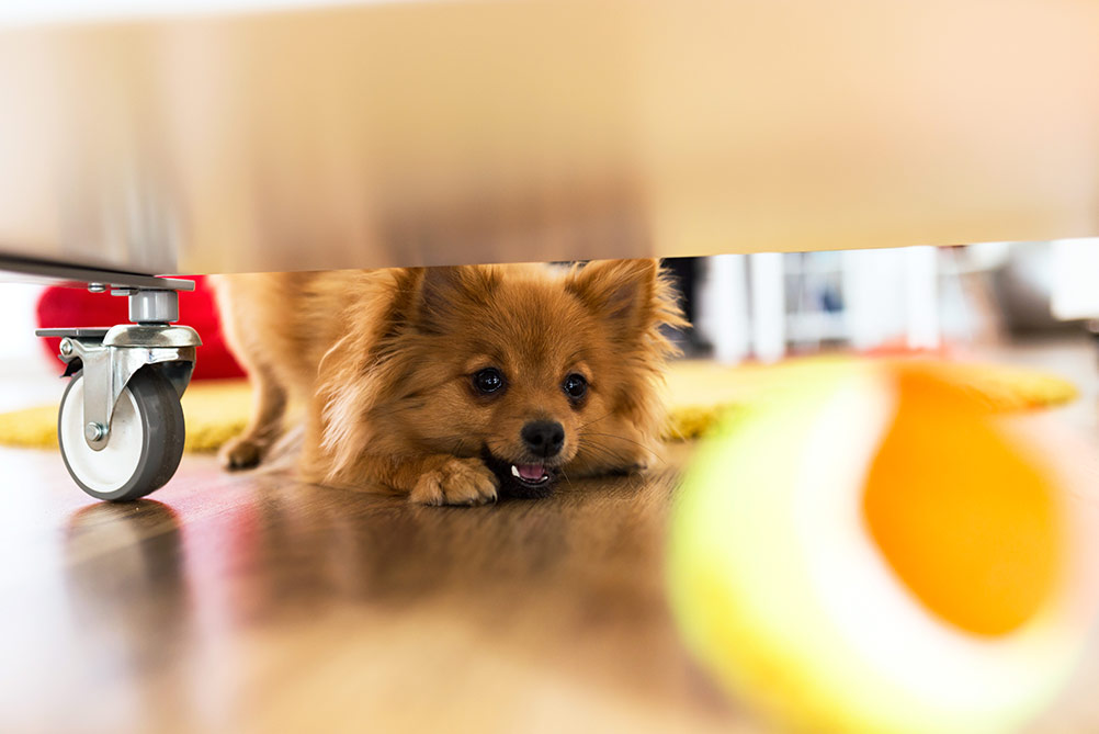 Portrait of beautiful dog playing with ball at home