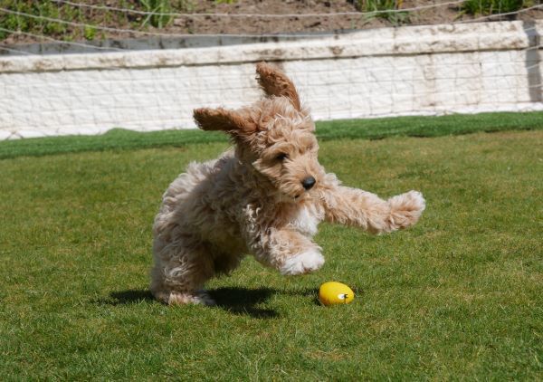 A beautiful shot of our 13 week old golden Cavapoo puppy