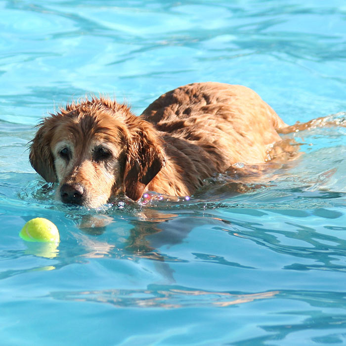 thumbnail a cute old dog swimming at a local public pool_