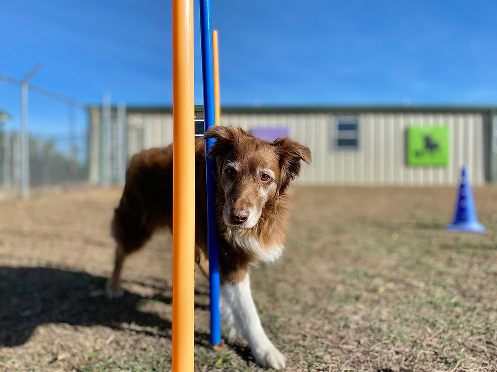 Senior Australian shepherd practicing agility weave poles on sunny day