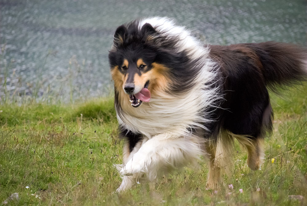 scotch collie running in grass