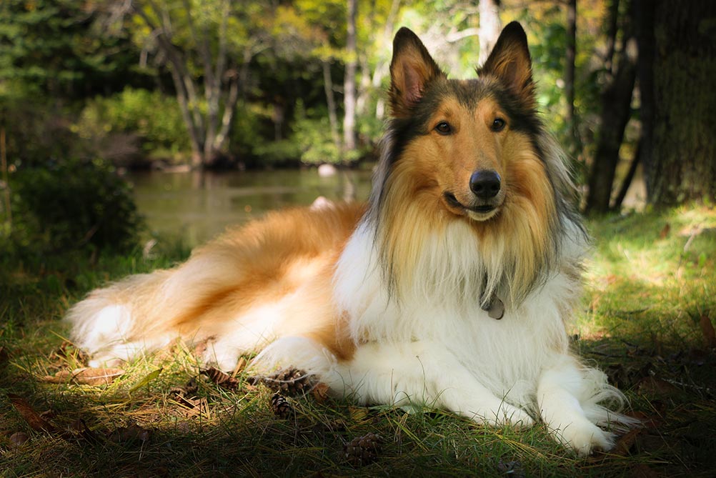 Purebred Scotch Collie Scottish Collie Beautiful Dog Laying Down in Grass