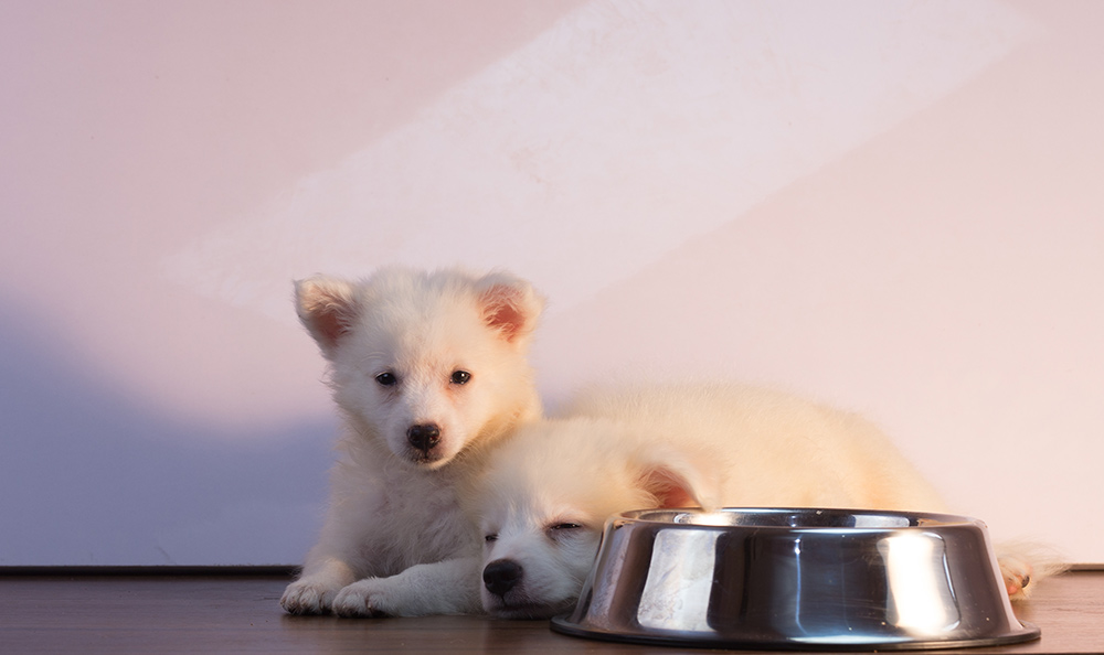 White American Eskimo puppies lying down