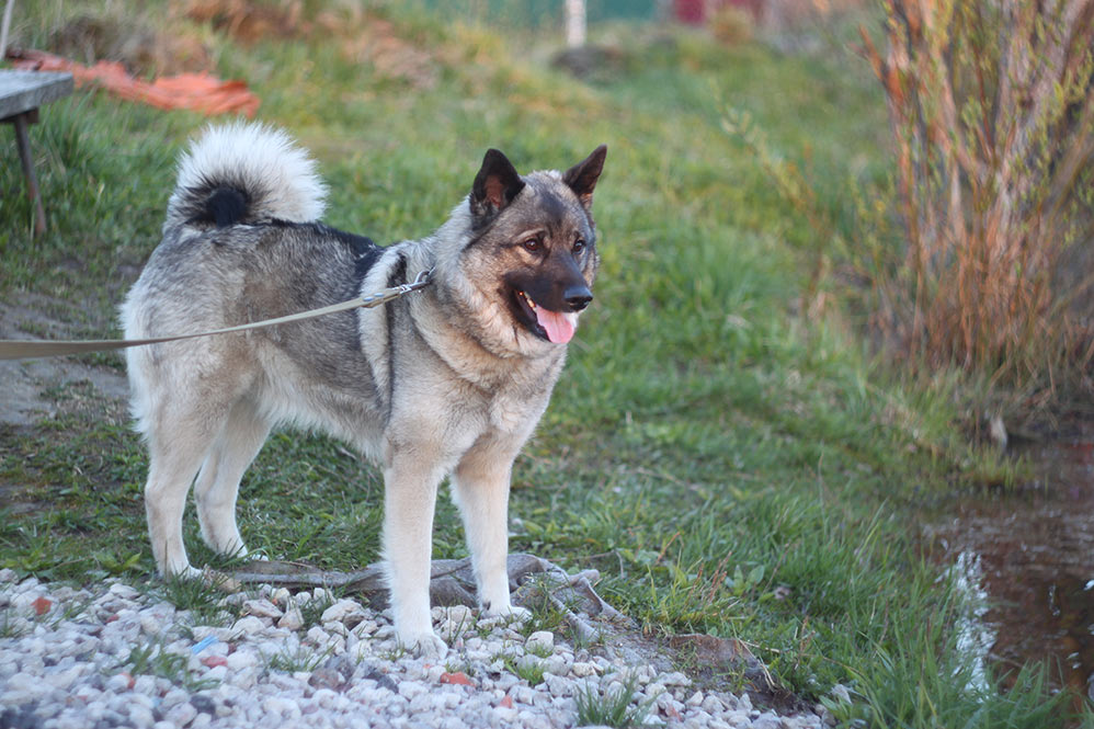 Norwegian grey Elkhound dog on a walk