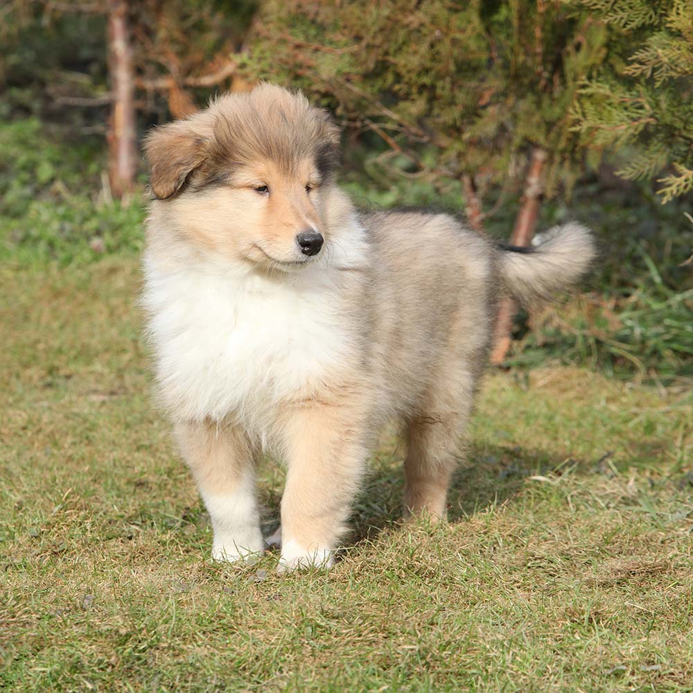 Gorgeous little puppy of Scotch collie in the garden