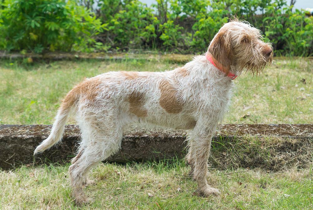 Orange roan with orange markings spinone italiano breed dog